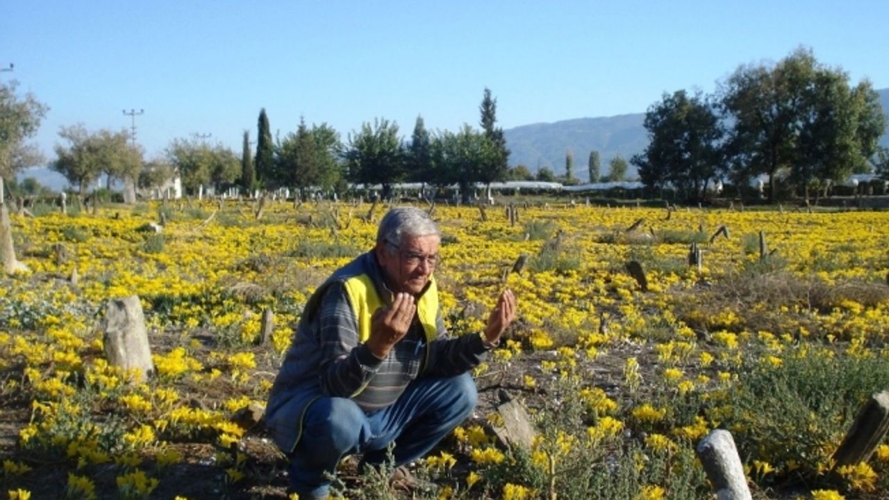 200 yıllık mezarlık her yıl sarıya bürünüyor