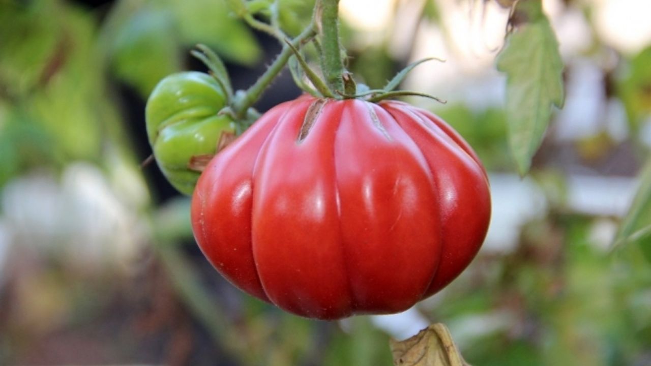 (Özel haber) Çocukluğundaki lezzetin peşine düştü, yüzlerce tohum üretti