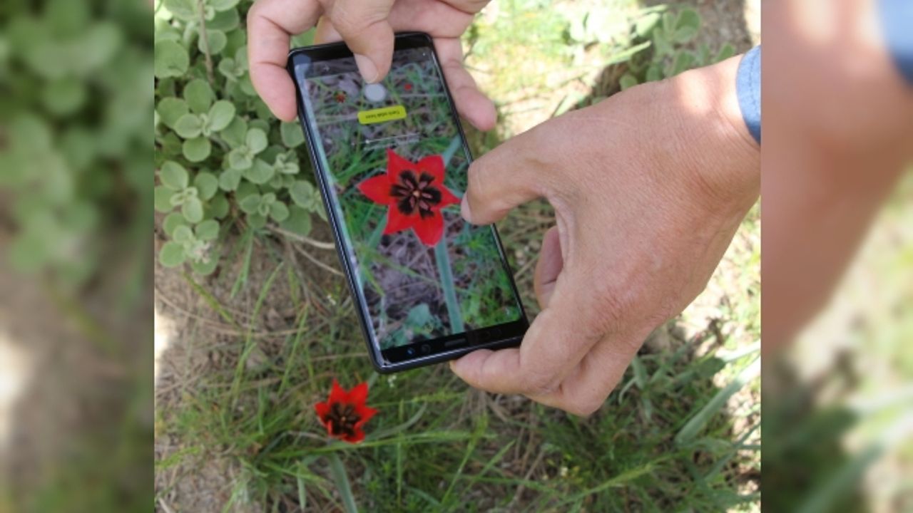 Manisa Lalesi’ni koparana 48 bin lira ceza