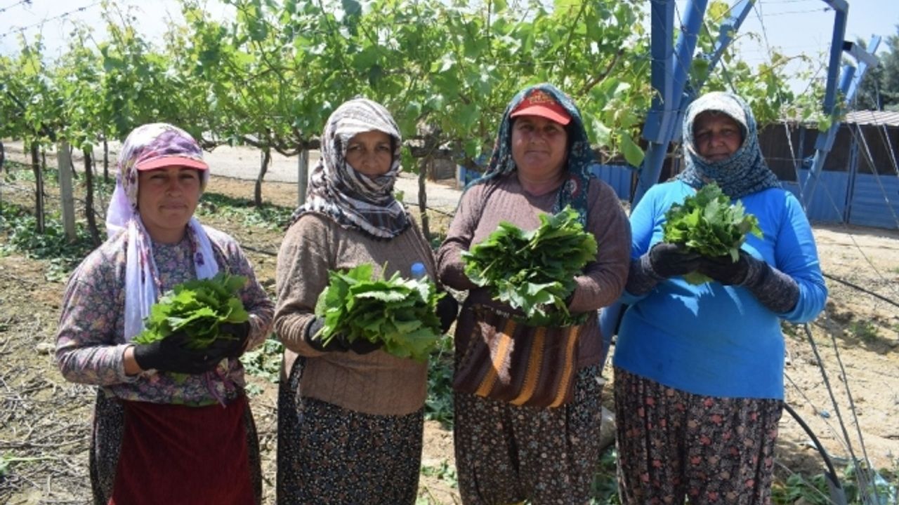 (Özel haber) Asma yaprağı kadınların geçim kapısı oldu