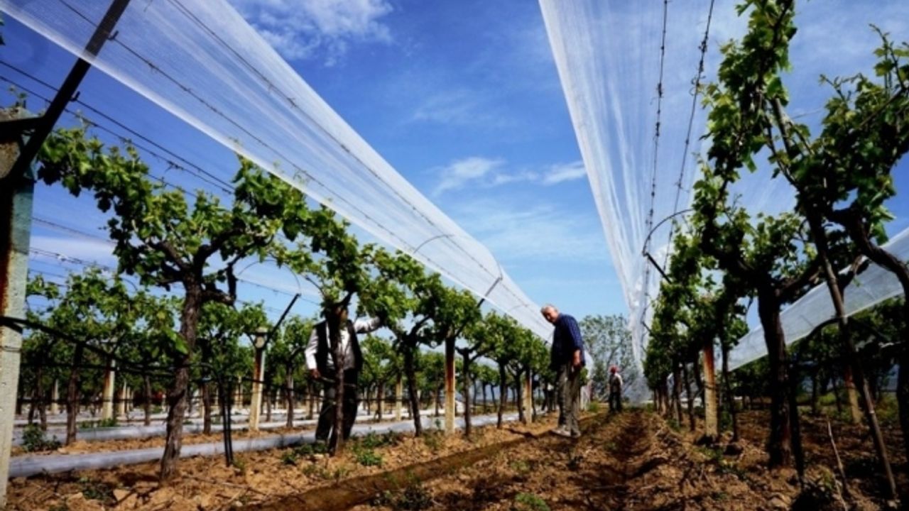 Sarıgöl’de üzüm bağları doluya karşı örtülüyor