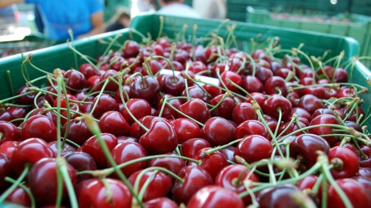 Tescilli Salihli Kirazı, Avrupa ve Uzakdoğu’nun ağzını tatlandırıyor