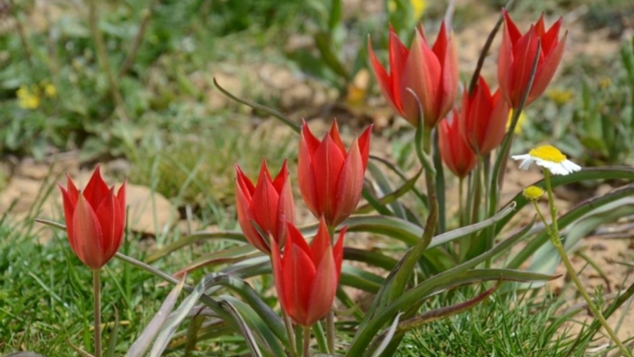 Manisa Lalesini koparmanın cezası 73 bin 747 TL