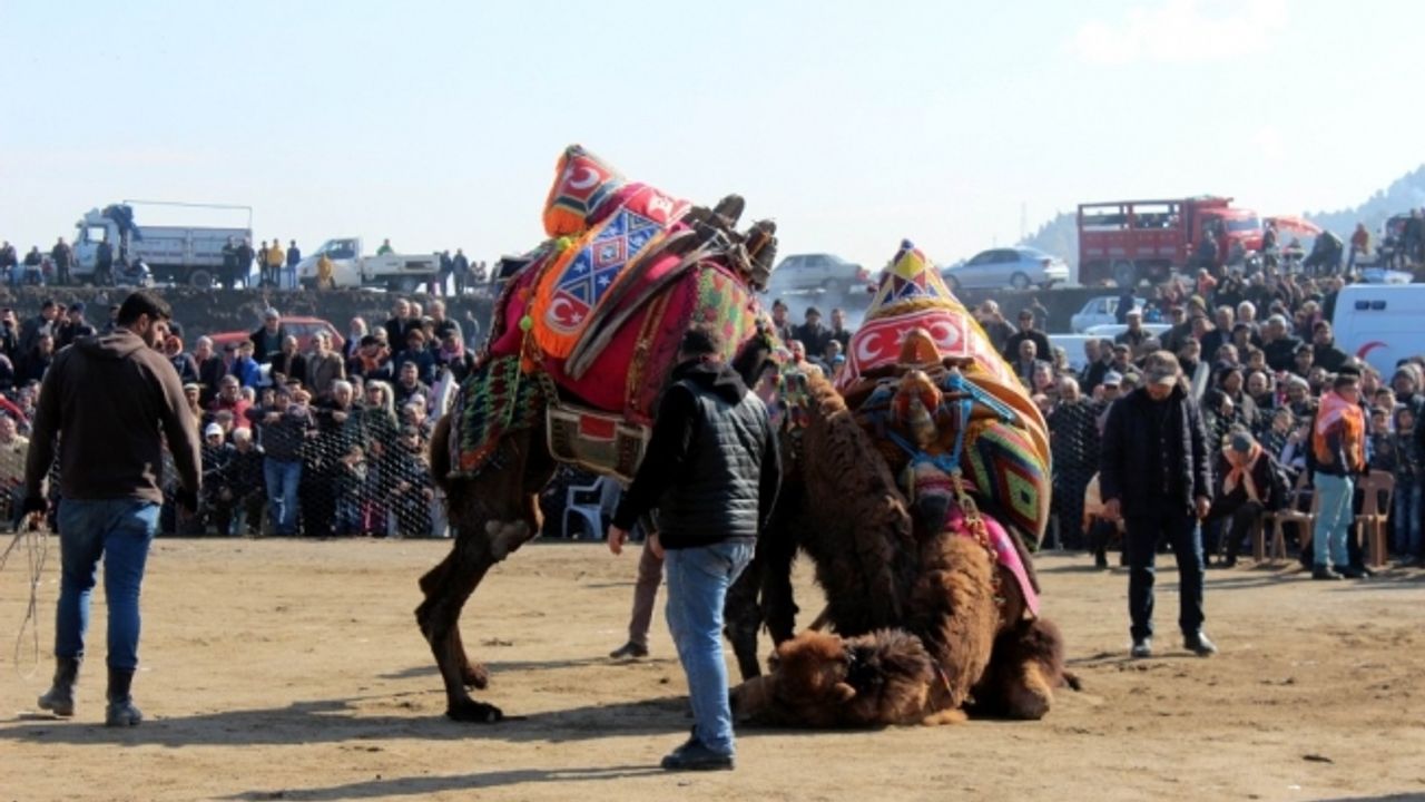 Manisa’da 6. Deve Güreşleri Festivali renkli görüntülere sahne oldu