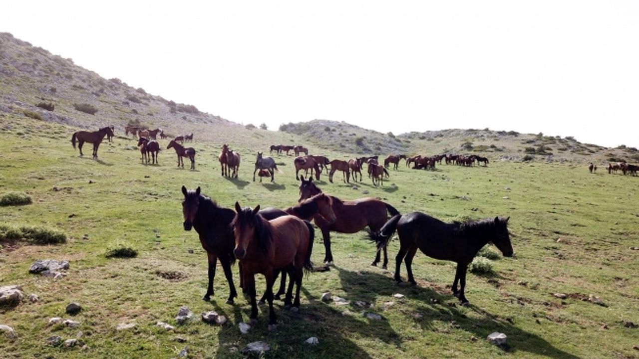 Yılkı atları özgürlüğün tadını çıkarıyor!