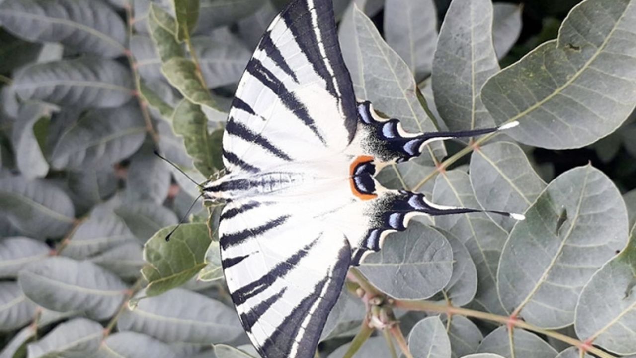 'Zebra çatalkuyruklu kelebek' türü, bu kez Manisa’da göründü
