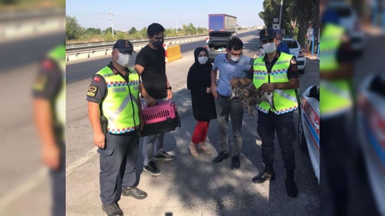 Jandarmanın bulduğu yaralı şahin koruma altına alındı