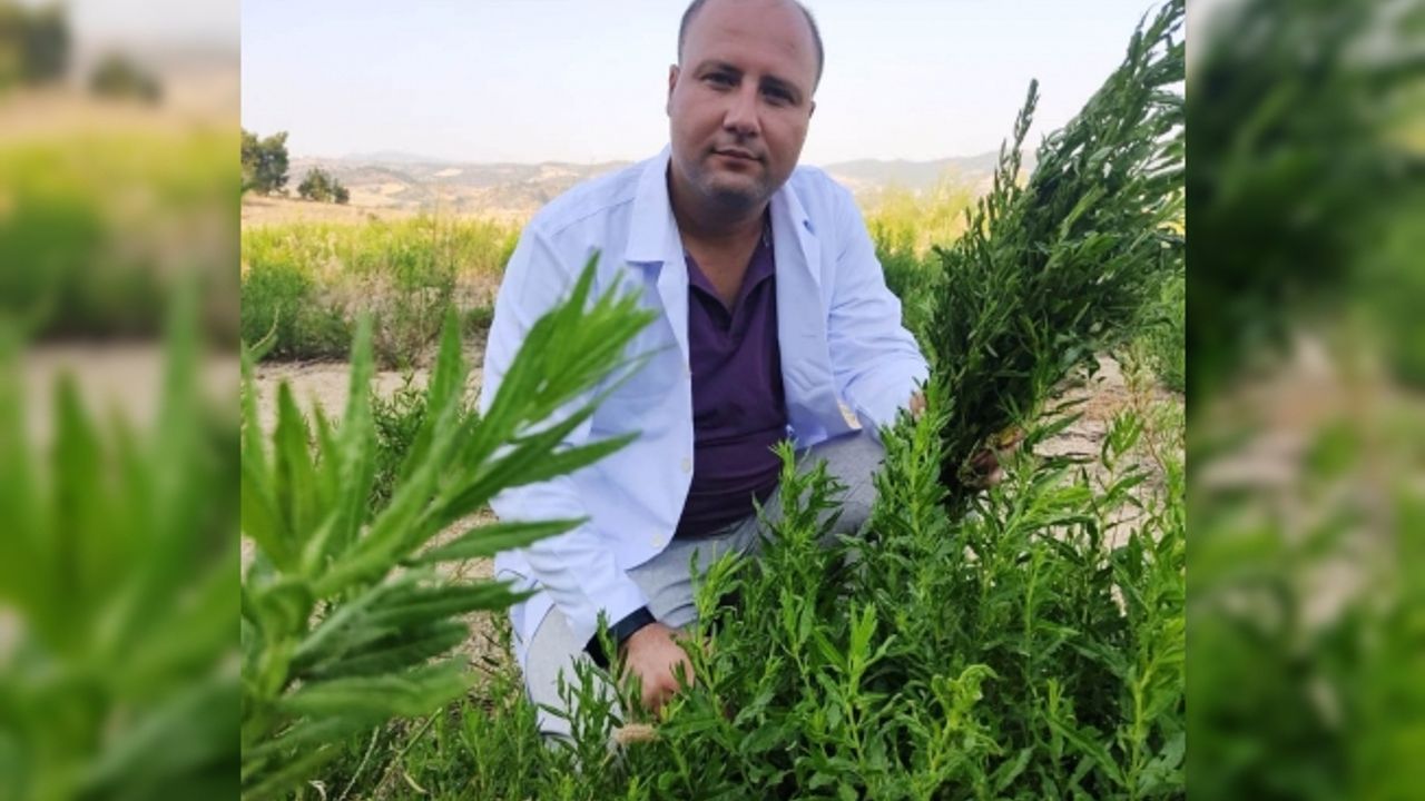 Yapışkan Andız Otu kanser hastalarının aradığı bitki oldu