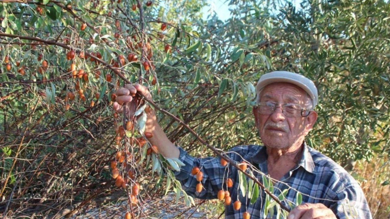 Şifa kaynağı iğde ağaçları her geçen gün azalıyor