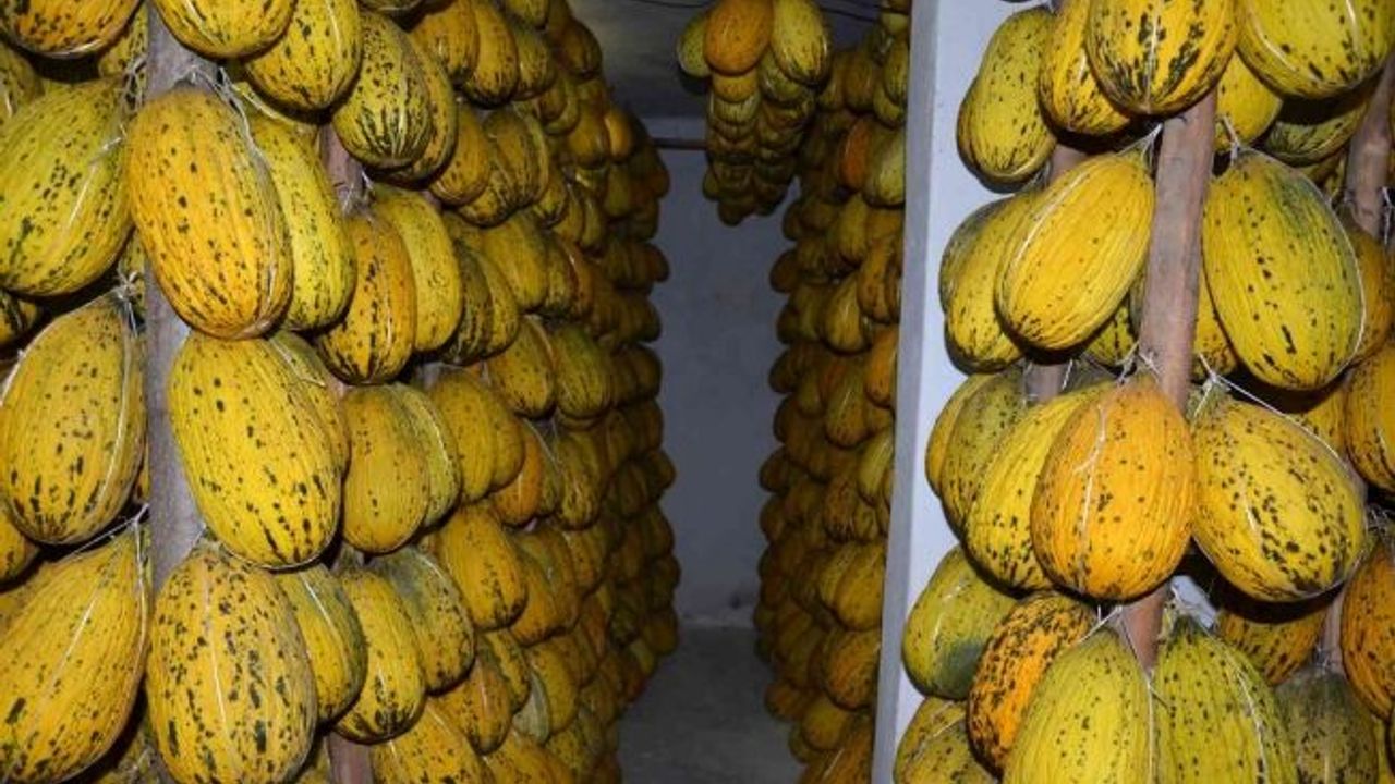 Kırkağaç’ın yazlık kavunları kışlık sofralar için bekliyor