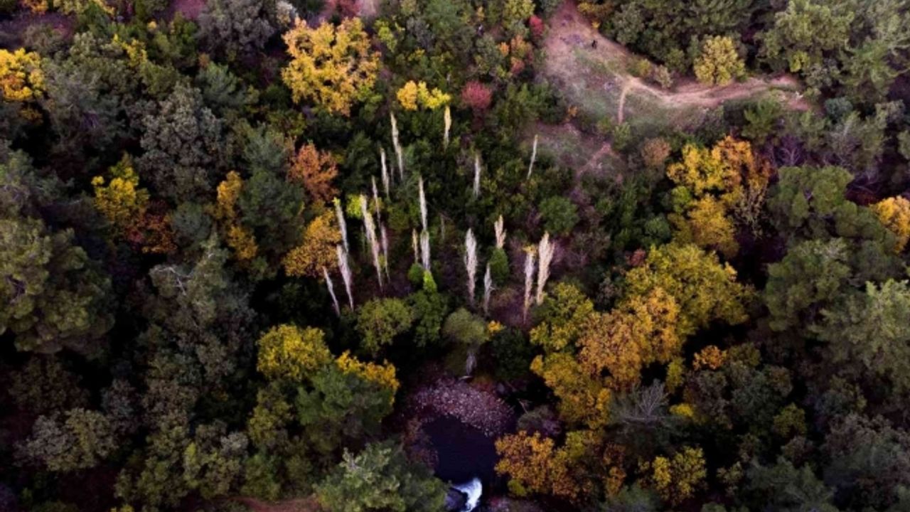 Manisa’da ‘Sıfır Atık’ projesiyle 5 bin 131 ağacın kesilmesi önlendi