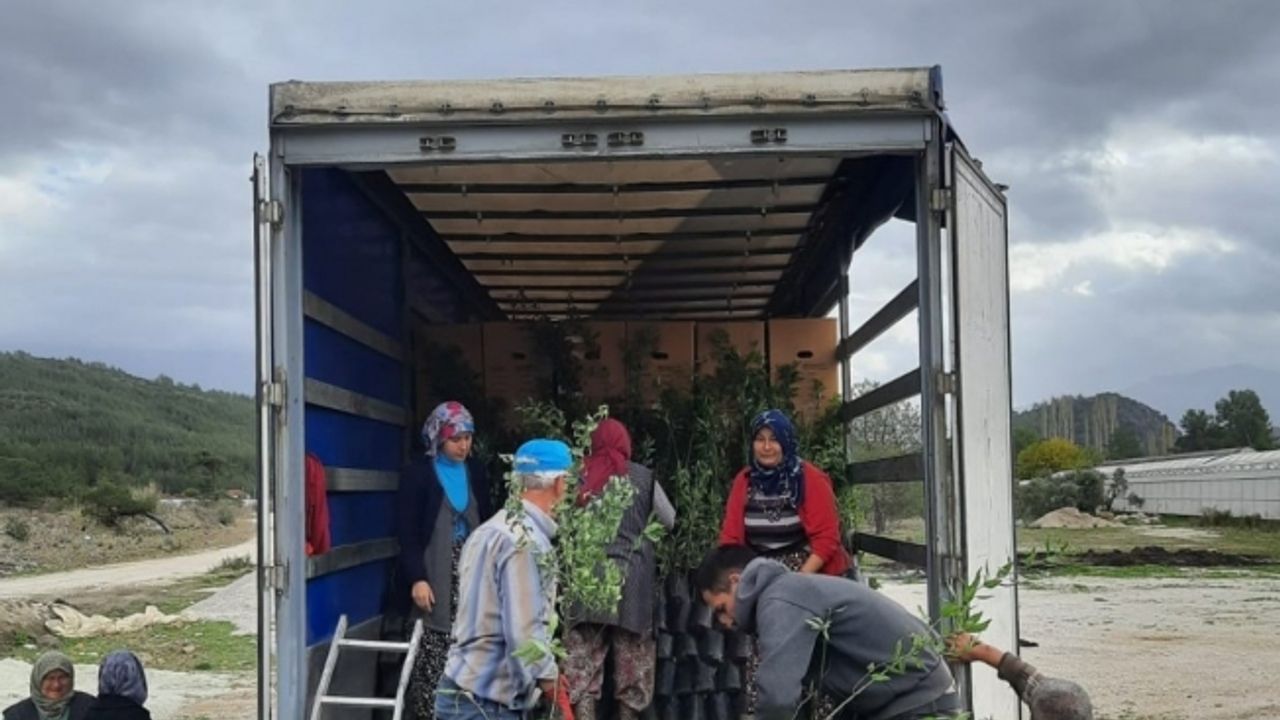 Manisa ve Muğla’dan Azerbaycan’a ceviz ve badem fidanı ihracatı