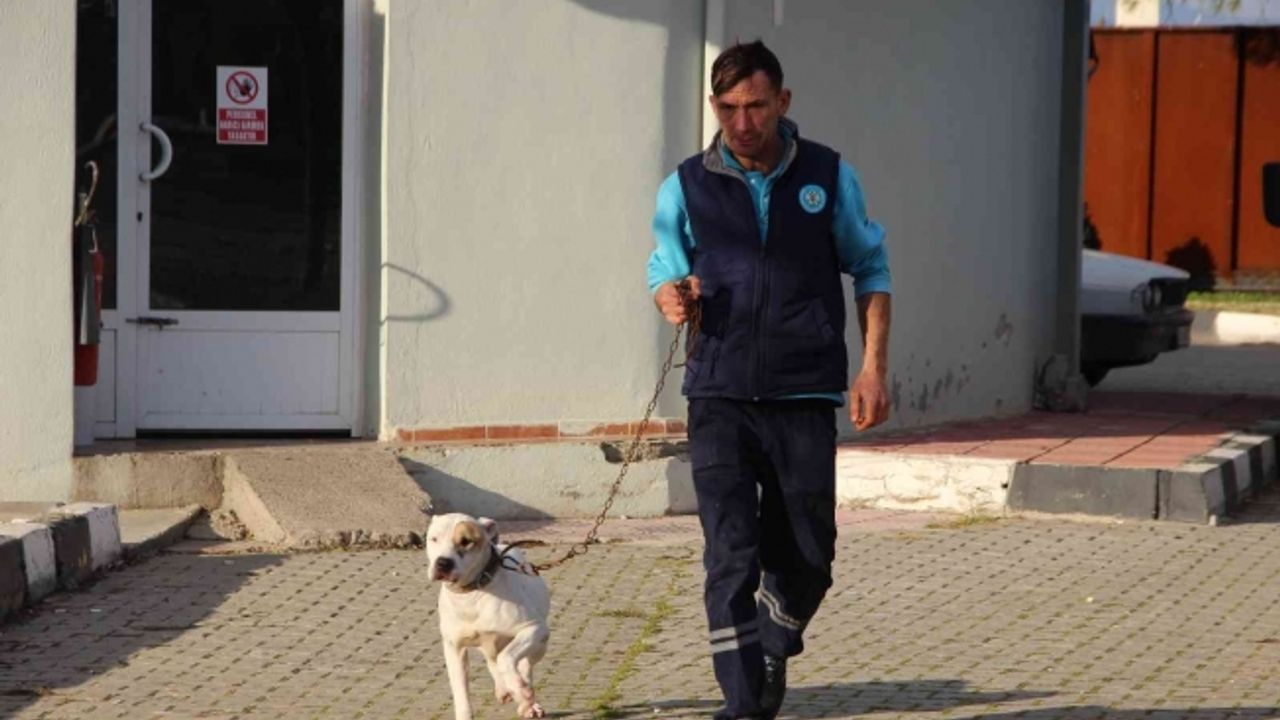 Manisa’da barınaktaki yasaklı ırk köpeklerin sayısı 240’a ulaştı