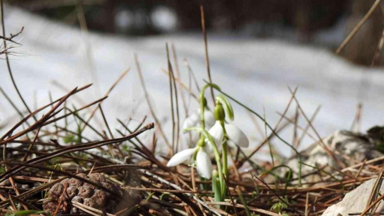 Bu çiçeği koparmanın cezası 109 bin 593 TL