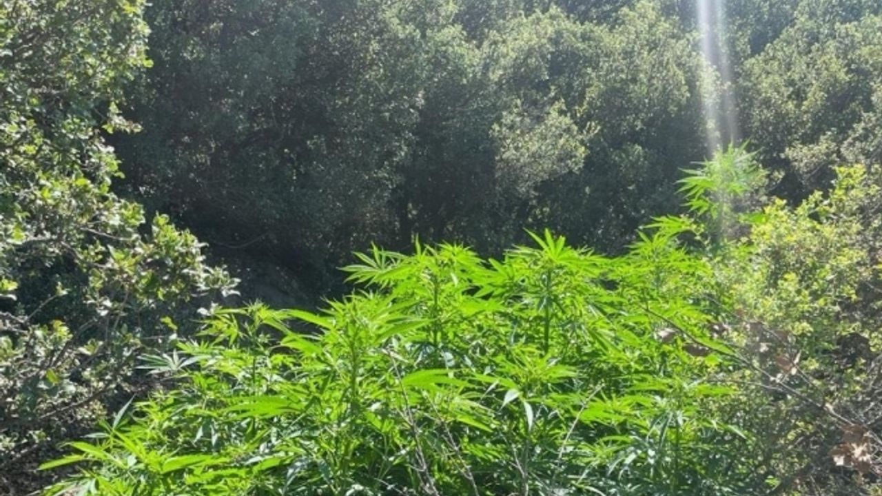 Ormanlık arazide 6 farklı noktaya ekilmiş kenevirler bulundu