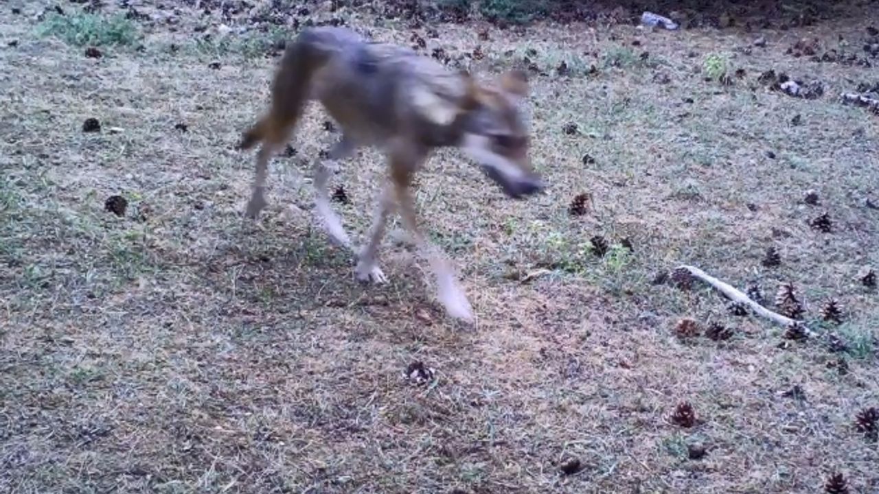 Daha önce fotokapana takılmışlardı, şimdi insan gözüyle görüldü
