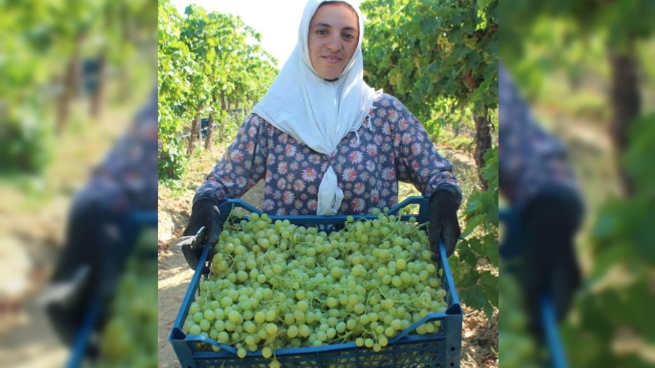 Hasadı başlayan üzümde ihracat tırları yarın yola çıkacak