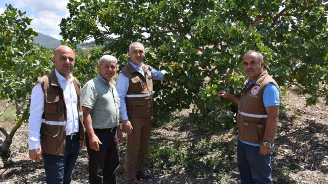 ’Menengiçten Antep Fıstığına Giden Yol’ Selendi’den geçiyor