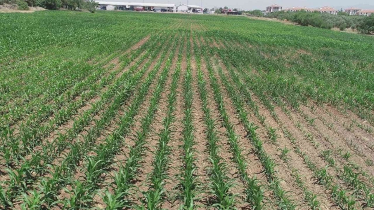 Atıl alanlar üretime kazandırıldı, çiftçiye yem desteği oldu