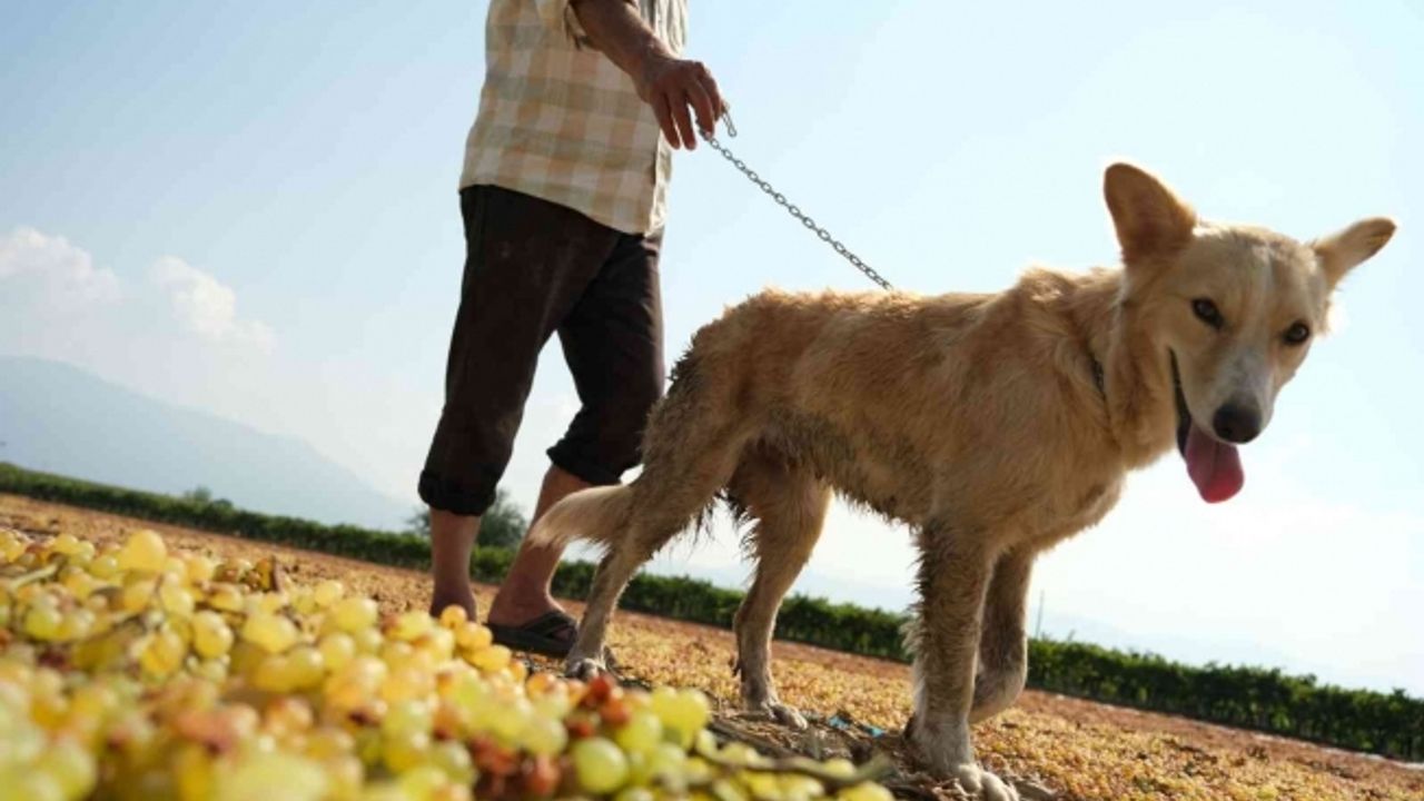 Geçmişte tüfekle korunan üzüm bağları eğitimli köpeklere emanet