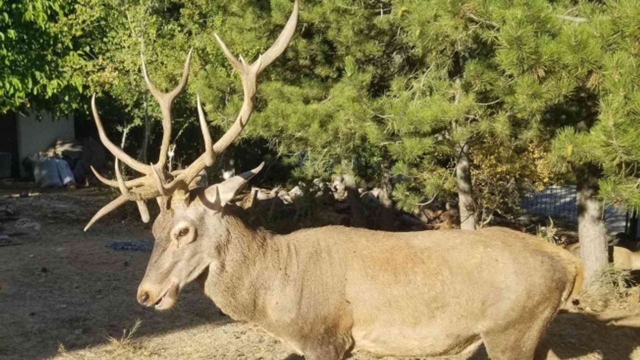 Geyikleri elle besleyen yandı: İdari para cezası var