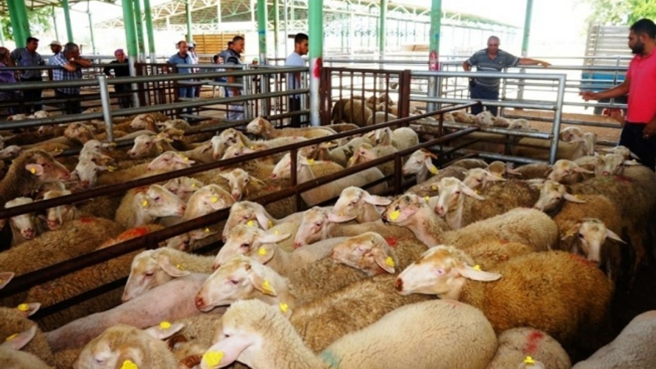 Sarıgöl Canlı Hayvan Pazarı tedbir amaçlı 45 gün kapatıldı