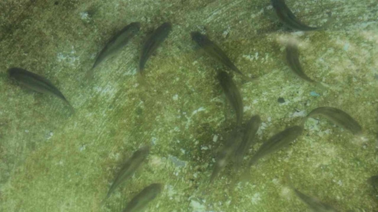 Balıkların yeni adresi atık su arıtma tesisi oldu