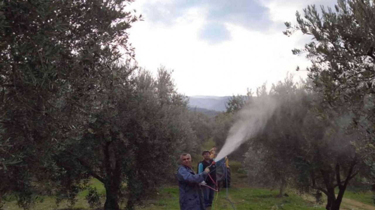 Baraj gölü deniz etkisi yaptı zeytinde bereket arttı