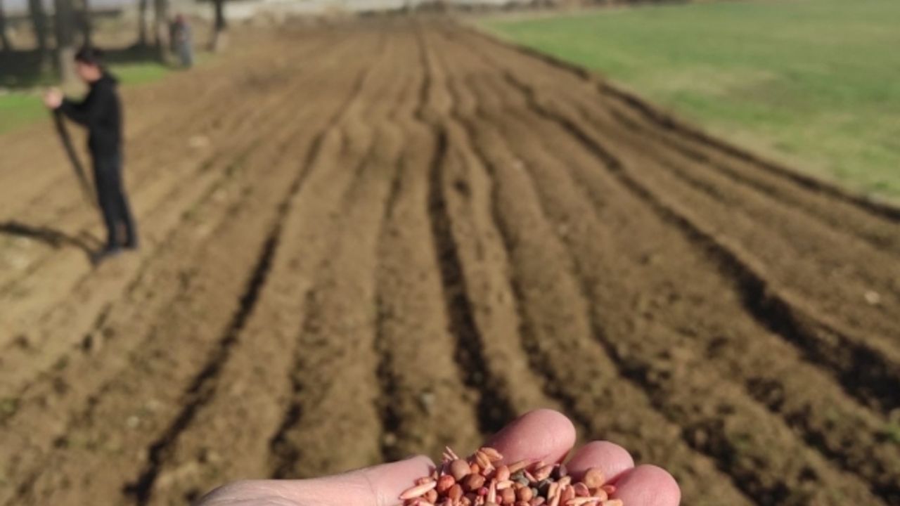 Öğrencilerin diktiği arpa ve yem bitkileri okullarına gelir olacak