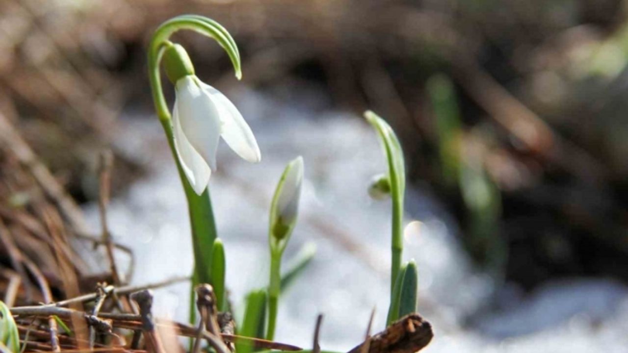 Bu çiçeği koparmanın cezası 244 bin 315 TL