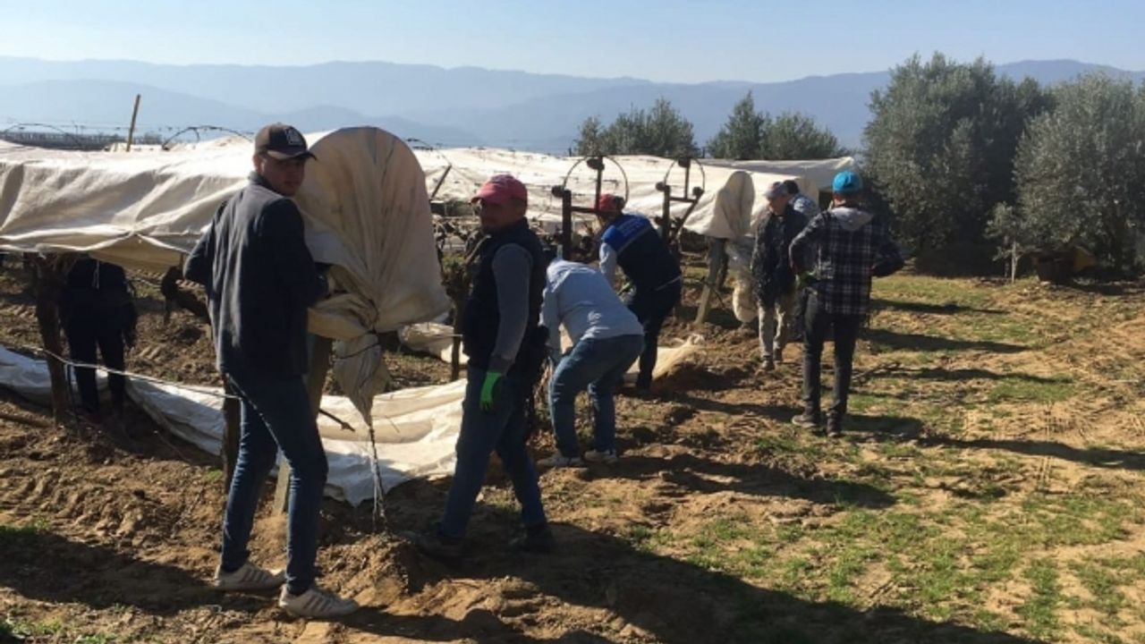 Sarıgöl’de uyanan üzüm bağları koruma altına alındı