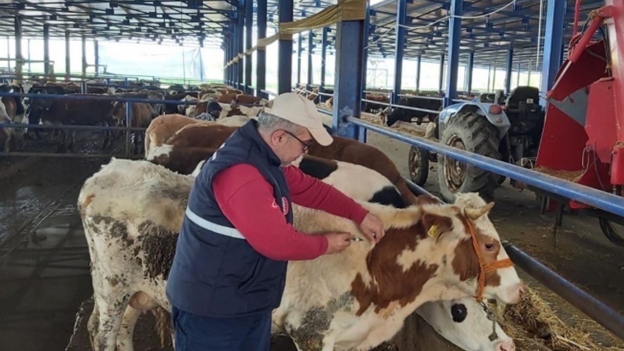 Manisa’da hayvan hareketleri kısıtlaması 28 Nisan’da sona eriyor