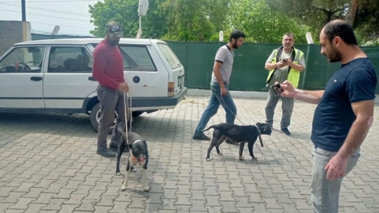 Manisa’da pitbull ile oklu kirpi avlayan 6 kişiye 138 bin 198 lira para cezası
