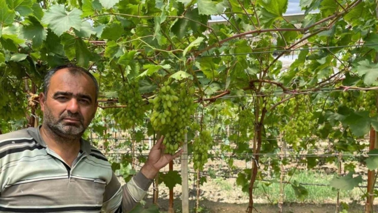 Serada erkenci üzüm yetiştirdi ilk ürünler ikram olacak