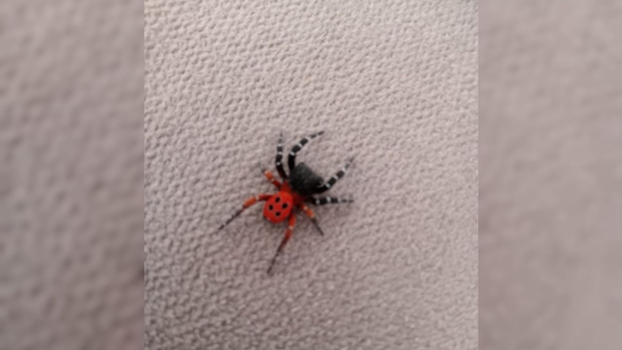 Gördes’te zehirli uğur böceği örümceği görüldü