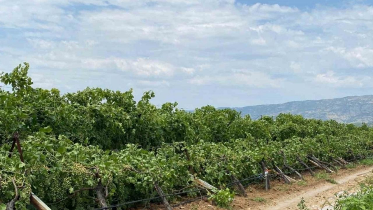 Manisa’daki fırtına ve dolunun yol açtığı zarar tespit edilmeye başlandı