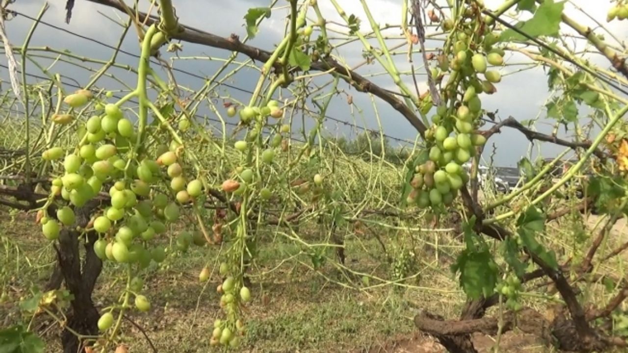 Manisa’yı dolu vurdu, tarım arazileri zarar gördü