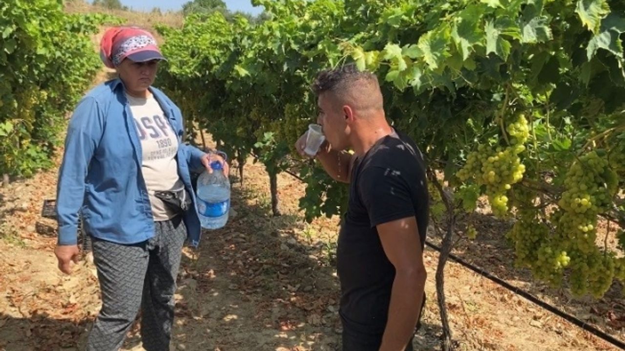 Üzüm işçilerinin rekor sıcaklıklarda zorlu mesaisi