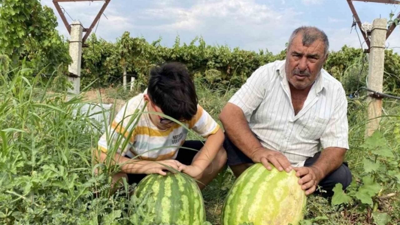 Manisalı çiftçi üzüm bağında 30 kiloluk karpuz yetiştirdi