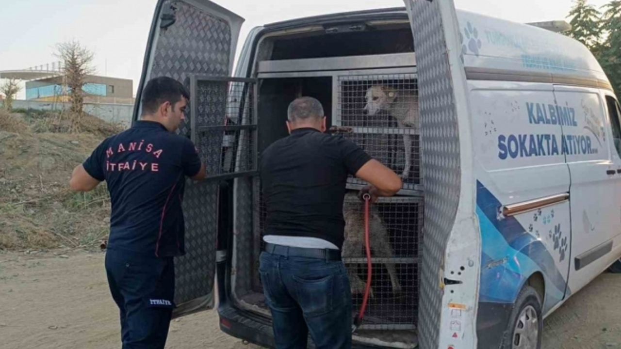 Turgutlu’da dere yatağında mahsur kalan köpek kurtarıldı