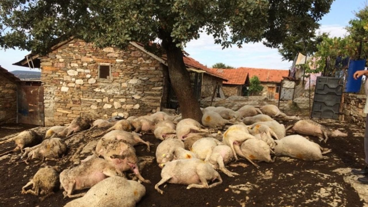 Yıldırım düşen ağacın altındaki 48 küçükbaş hayvan telef oldu