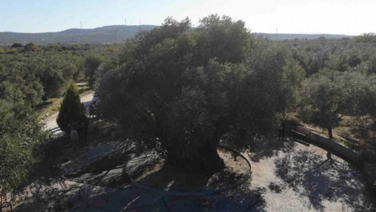 Bin 600 yıllık ağaç kuraklığa meydan okudu, dalları meyveyle doldu