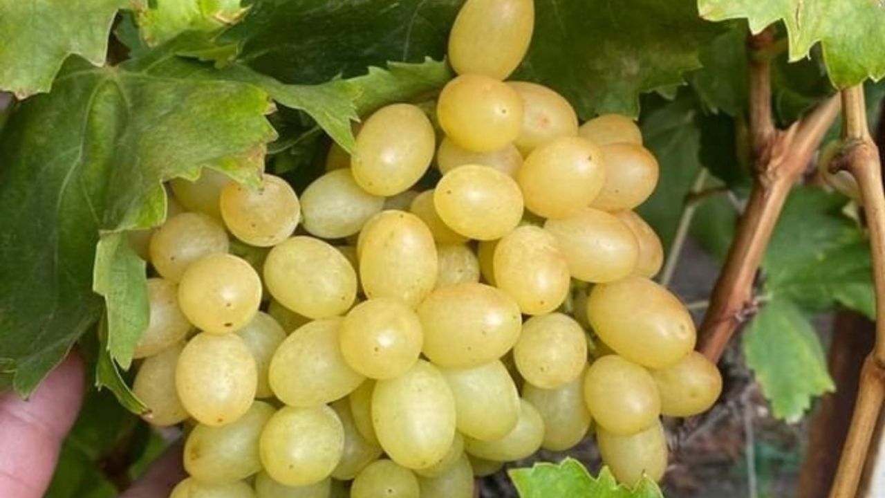 Manisa’da üzüm hasadı örtü altı bağlarda devam ediyor