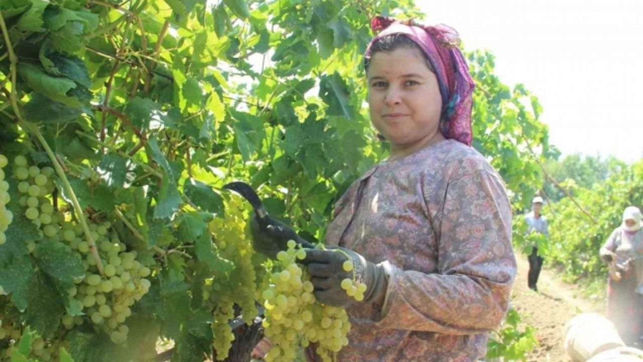 Sarıgöl’den günde 5 tır üzüm ihraç ediliyor