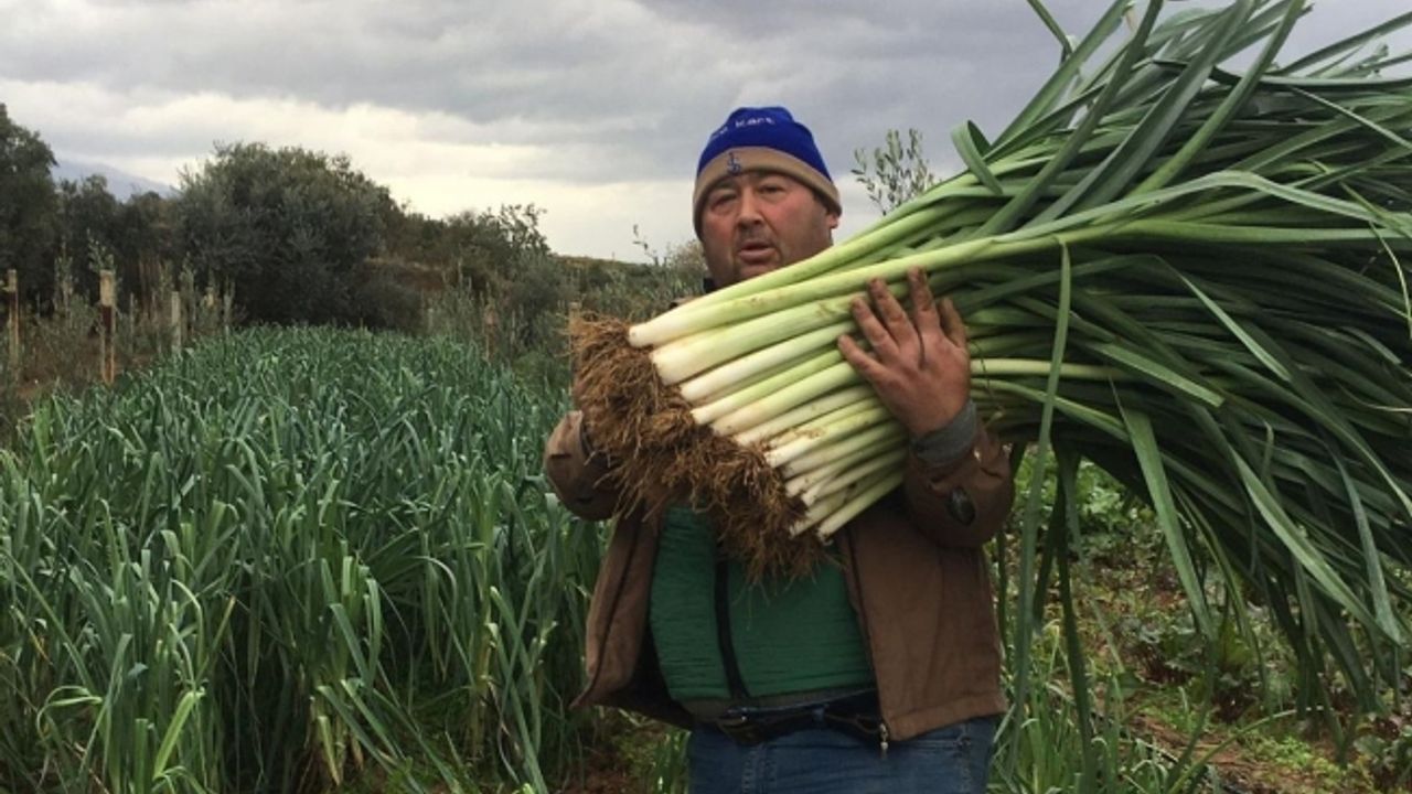 Manisalı üretici 35 yıl sonra ata tohumlarıyla sebze yetiştirmeye başladı
