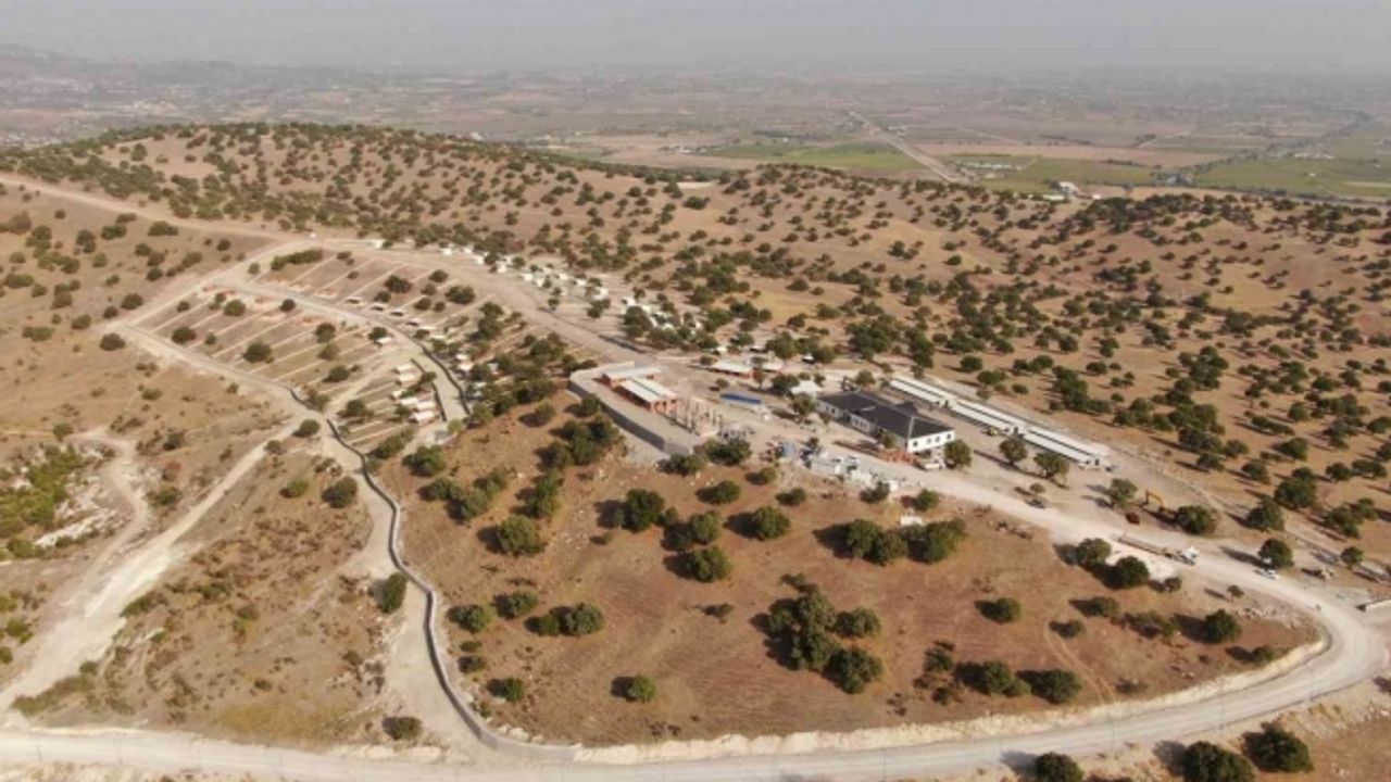 Sokak hayvanları için yapılan projede sona yaklaşılıyor