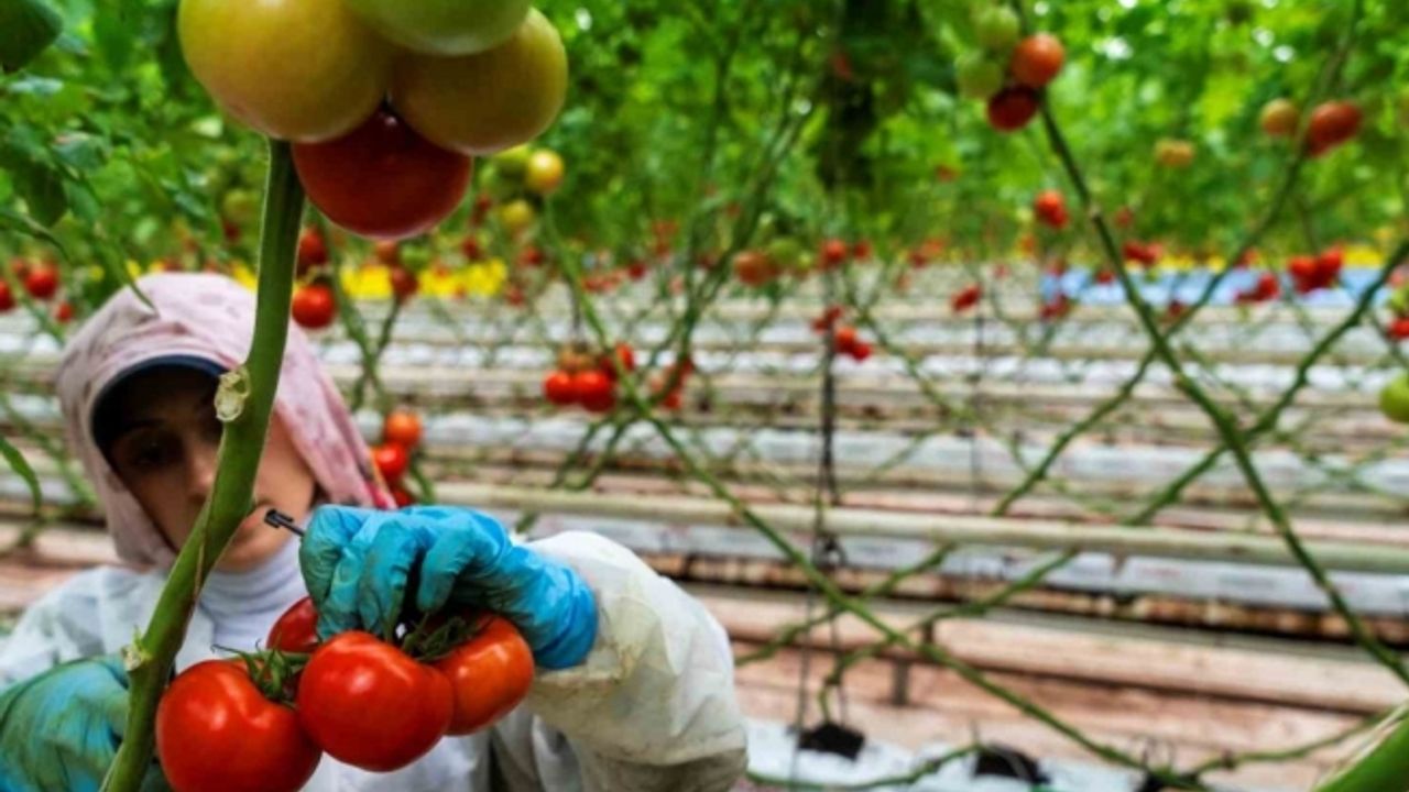Seracılığın merkezi Hollanda’ya Manisa seralarından domates ihracatı