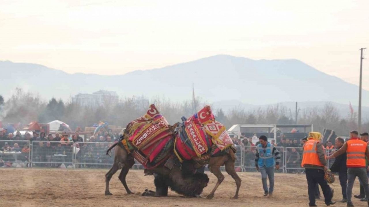 Turgutlu’daki deve güreşlerinde renkli görüntüler