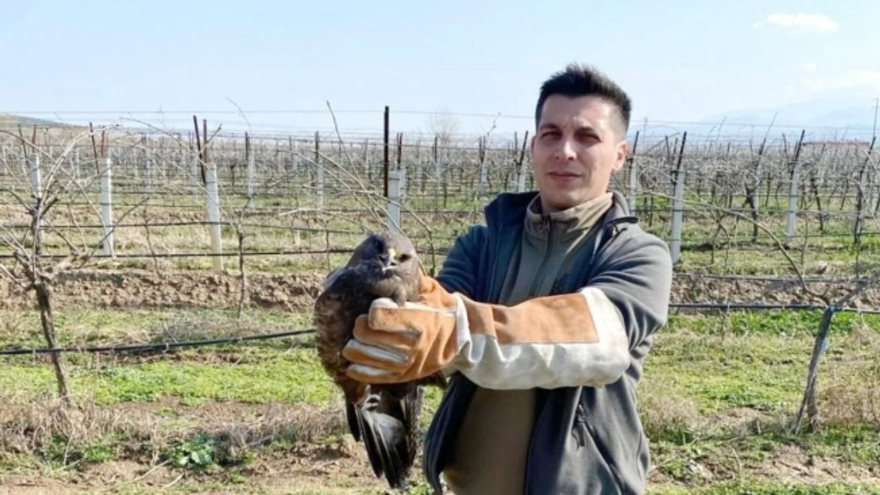 Salihli’de yaralı halde bulunan şahin tedavi altına alındı