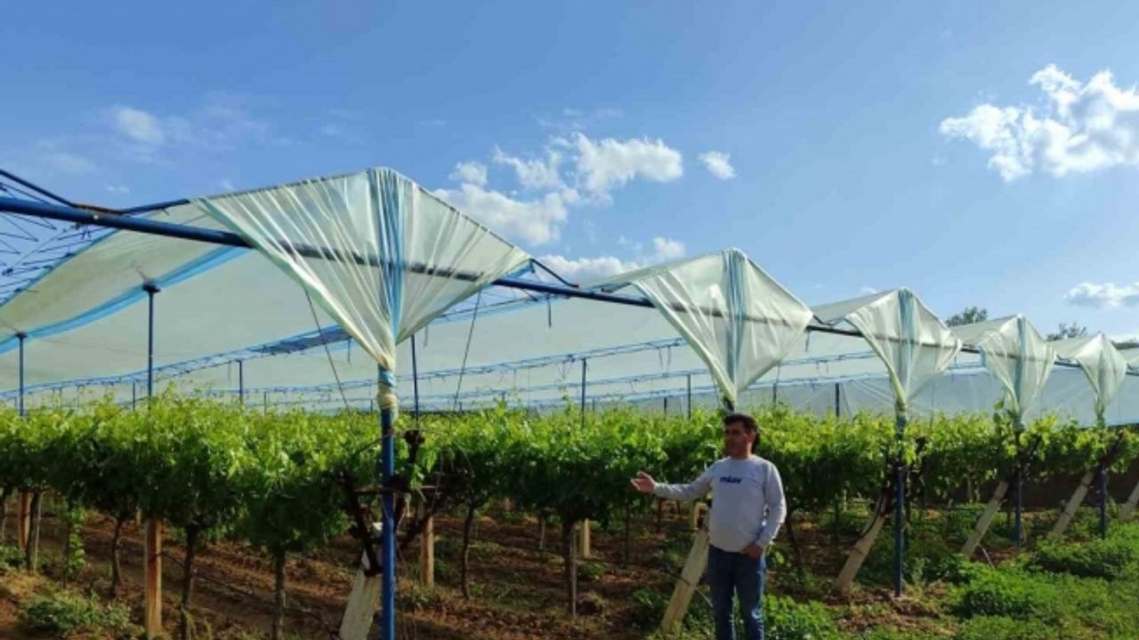 Manisa’nın dünyaca ünlü üzüm bağları örtüyle koruma altına alınıyor